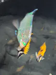 沖縄美ら海水族館（館内体験）に投稿された画像（2026/5/11）