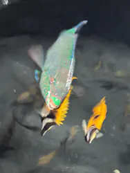 沖縄美ら海水族館（館内体験）に投稿された画像（2026/5/11）
