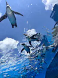サンシャイン水族館に投稿された画像（2026/5/11）