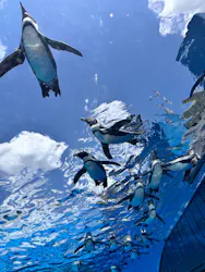 サンシャイン水族館に投稿された画像（2026/5/11）