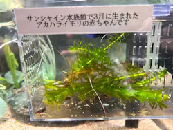 サンシャイン水族館に投稿された画像（2026/5/11）