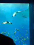 沖縄美ら海水族館に投稿された画像（2026/5/11）