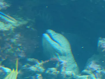 沖縄美ら海水族館に投稿された画像（2026/5/11）
