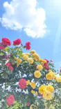 いばらきフラワーパークに投稿された画像（2026/5/11）