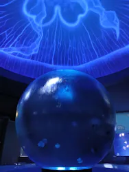 新江ノ島水族館に投稿された画像（2026/5/11）