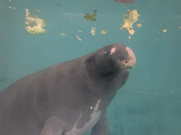 熱川バナナワニ園に投稿された画像（2026/5/11）