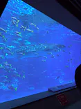 沖縄美ら海水族館に投稿された画像（2026/5/11）