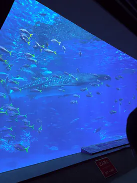 沖縄美ら海水族館に投稿された画像（2026/5/11）