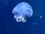 新江ノ島水族館に投稿された画像（2026/5/11）