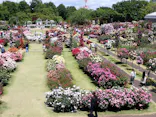 京成バラ園に投稿された画像（2026/5/11）