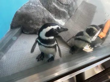 しながわ水族館に投稿された画像（2026/5/11）