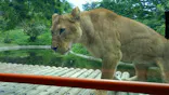 多摩動物公園に投稿された画像（2026/5/11）