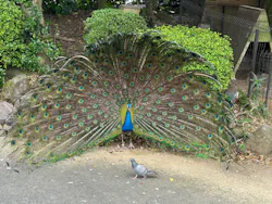 伊豆シャボテン動物公園に投稿された画像（2026/5/11）