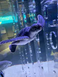 すみだ水族館に投稿された画像（2026/5/11）