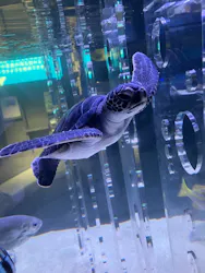 すみだ水族館に投稿された画像（2026/5/11）