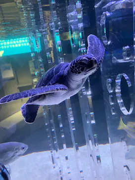 すみだ水族館に投稿された画像（2026/5/11）