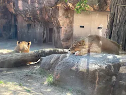 天王寺動物園に投稿された画像（2026/5/11）