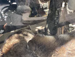 天王寺動物園に投稿された画像（2026/5/11）
