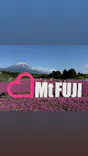 富士芝桜まつり(富士本栖湖リゾート)に投稿された画像（2026/5/11）
