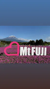 富士芝桜まつり(富士本栖湖リゾート)に投稿された画像（2026/5/11）
