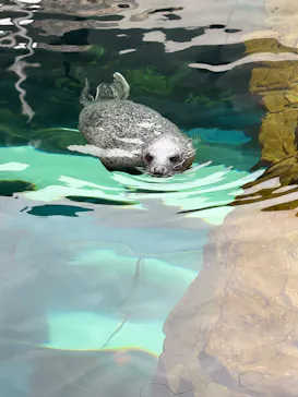 しながわ水族館に投稿された画像（2026/5/11）
