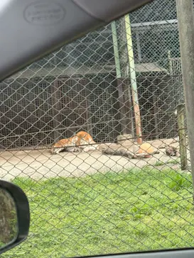 那須サファリパークに投稿された画像（2026/5/11）
