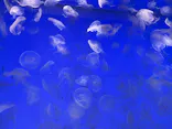 アクアワールド茨城県大洗水族館に投稿された画像（2026/5/12）