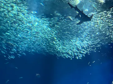 アクアワールド茨城県大洗水族館に投稿された画像（2026/5/11）