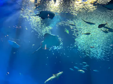 アクアワールド茨城県大洗水族館に投稿された画像（2026/5/11）