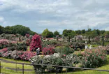 京成バラ園に投稿された画像（2026/5/12）