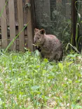 こども動物自然公園（埼玉県公園緑地協会）に投稿された画像（2026/5/12）