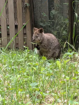 こども動物自然公園（埼玉県公園緑地協会）に投稿された画像（2026/5/11）