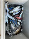 釣り船 進丸に投稿された画像（2026/5/12）