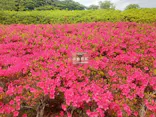 万博記念公園に投稿された画像（2026/5/12）