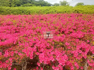 万博記念公園に投稿された画像（2026/5/12）