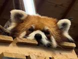 伊豆シャボテン動物公園に投稿された画像（2026/5/12）