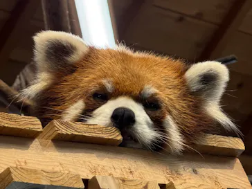 伊豆シャボテン動物公園に投稿された画像（2026/5/12）