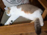 猫カフェモカ　池袋東口店に投稿された画像（2026/5/12）
