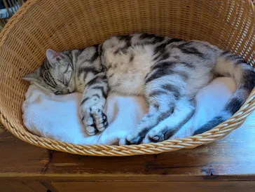 猫カフェモカ　池袋東口店に投稿された画像（2026/5/12）