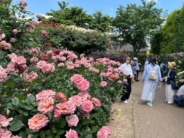 横浜イングリッシュガーデンに投稿された画像（2026/5/12）