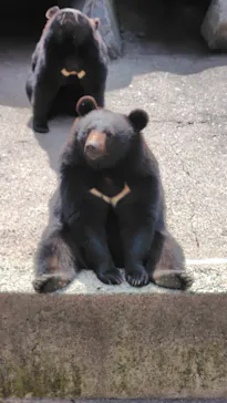奥飛騨クマ牧場に投稿された画像（2026/5/12）