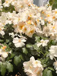 新宿御苑に投稿された画像（2026/5/12）