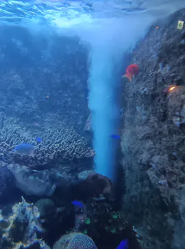 串本海中公園水族館に投稿された画像（2026/5/12）