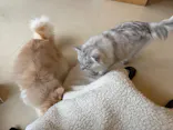 Cat Café MOFF SHIMINT HIROSHIMA店に投稿された画像（2026/5/12）