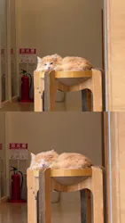 Cat Café MOFF SHIMINT HIROSHIMA店に投稿された画像（2026/5/12）
