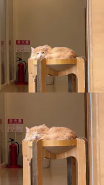 Cat Café MOFF SHIMINT HIROSHIMA店に投稿された画像（2026/5/12）