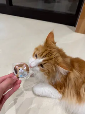 Cat Café MOFF SHIMINT HIROSHIMA店に投稿された画像（2026/5/12）