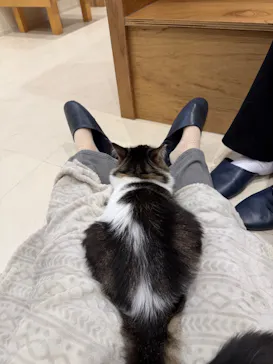 Cat Café MOFF SHIMINT HIROSHIMA店に投稿された画像（2026/5/12）