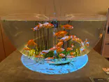 広島もとまち水族館に投稿された画像（2026/5/12）