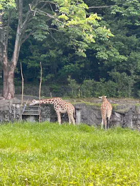 名古屋市東山動植物園に投稿された画像（2026/5/12）